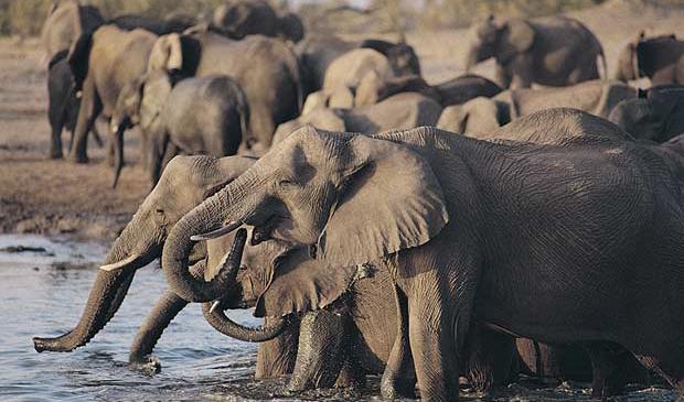 Poachers in Zimbabwe ​Killing Elephants using Cyanide 