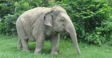 10 Elephants killed In Kerala and Official was with hunters