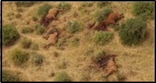 Rangers found the calf, which would have still been taking his mother’s milk, hiding near her corpse two days after she was killed with five members of her herd in Tsavo West National Park.