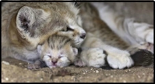 Adorable Sand cat kittens born at Israel Ramat Gan Safari