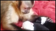 Capuchin Monkey petting puppies