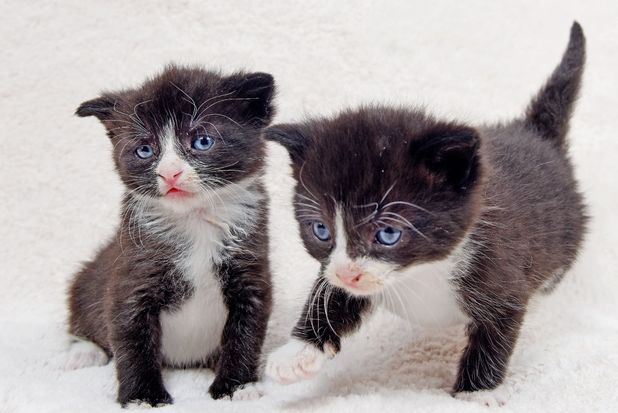 Two baby kittens that escape a tragic end