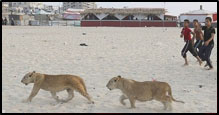 Lion Cubs Forced To Check Into Gaza Hotel for the Weekend