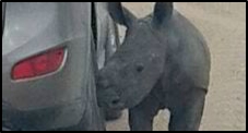 Pictures show the heartbreaking reaction of this baby Rhino who In a sad and all too familiar scene, mother was slain by poachers