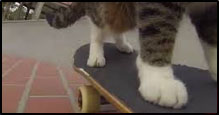 Watch this adorable short video of Didga the worlds best skateboarding cat. Guaranteed you'll love him by the end