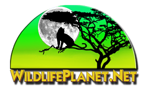 Wildlife Planet