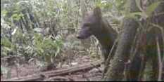 Elusive Amazon Wild Short-Eared Dog Caught On Camera