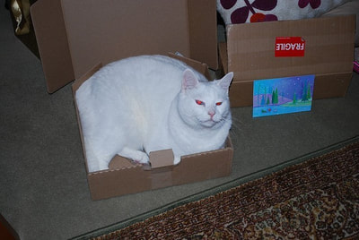 20 Pictures of Cats Who Think They'll Fit In That cardboard Box (No Click-Bait)