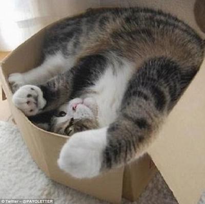 20 Pictures of Cats Who Think They'll Fit In That cardboard Box (No Click-Bait)