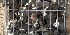 80 cats found dumped in Queensland, Australia