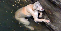 Drowning dog rescue video