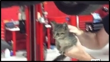 Kitten rescued from car