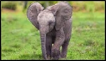 Baby Elephant calf