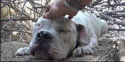 Rescuers Petting White Pit Bull Dogs Head