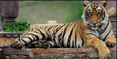 Saving the Indian Tiger, So Far 110 Killed in 2016