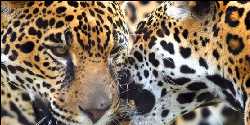 Pictures: Amazing LA Zoo Jaguar Photos