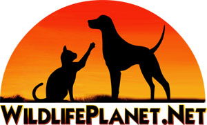 Dog and Cat silhouetted against a yellow-orange sunset - Wildlifeplanet.net Pet page logo