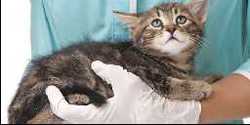 Sick Kitten being held by Vet