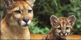 California Cougar mother and cub