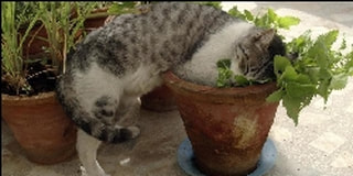 Cat in flower pot on catnip high
