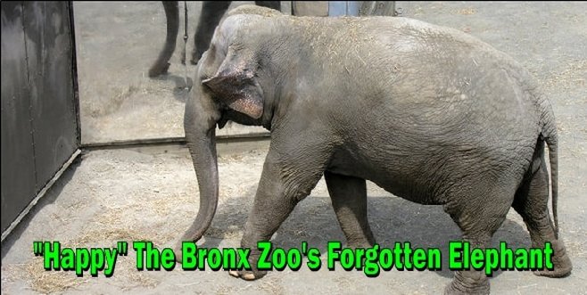 Happy the bronx zoo elephant