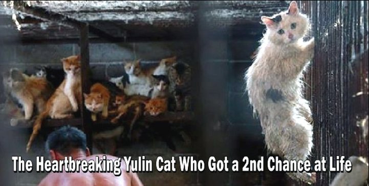 Huru The Yulin Festival Cat