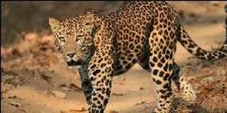 Villagers Trap Leopard Then Burn It Alive