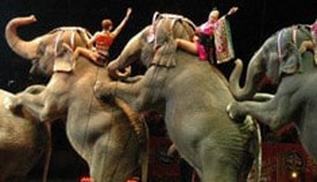 New York Bans Elephants Being Used For Entertainment