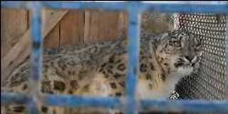 Video: Snow Leopard Rescued From Roadside Attraction