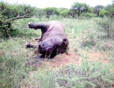 Polokwane Game Reserve dead Rhino 