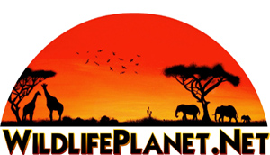Wildlife Planet Amazon Short-eared Dog Logo - www.wildlifeplanet.net